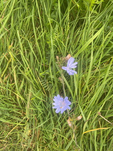chicory