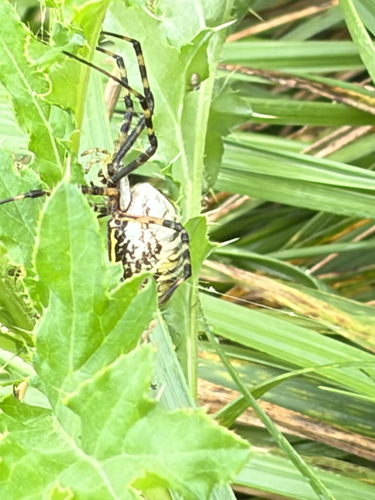 Banded Garden Spider