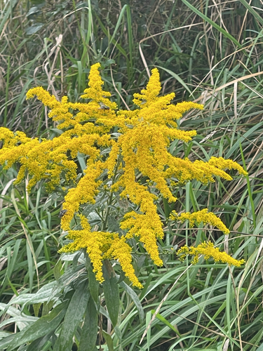 Canada goldenrod