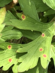 Puccinia pelargonii-zonalis