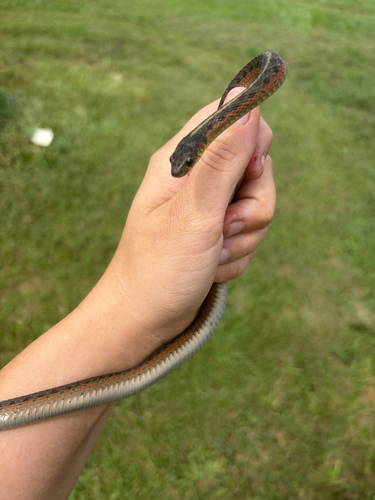 Common Garter Snake