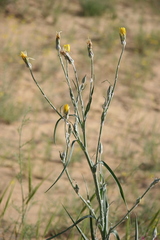 Tragopogon ruthenicus