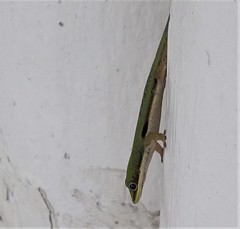 Phelsuma comorensis