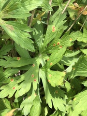 Puccinia pelargonii-zonalis