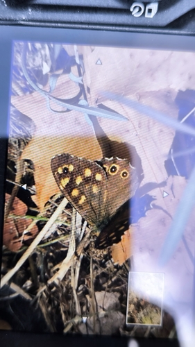 Speckled Wood