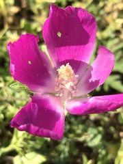 Callirhoe involucrata