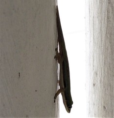 Phelsuma comorensis