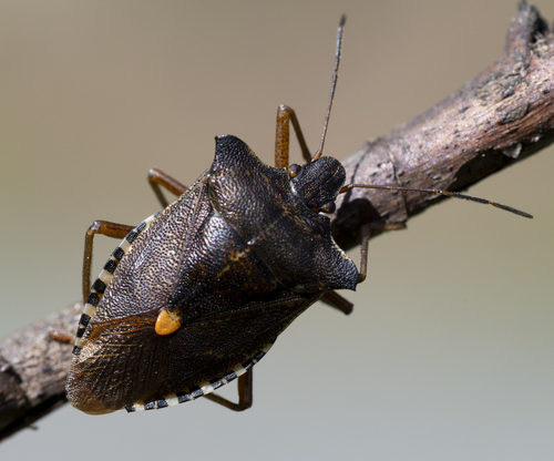Forest Bug