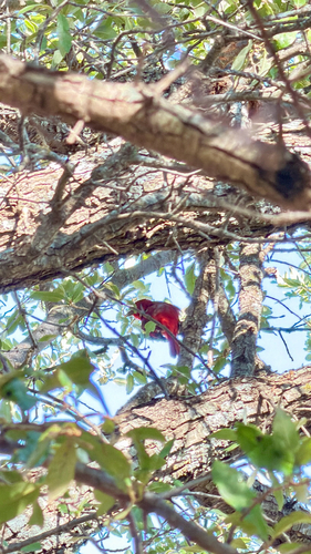 Summer Tanager