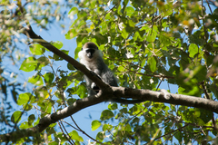 Chlorocebus aethiops