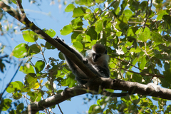 Chlorocebus aethiops