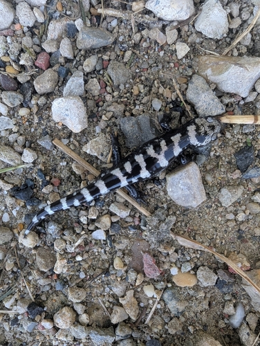 Marbled Salamander