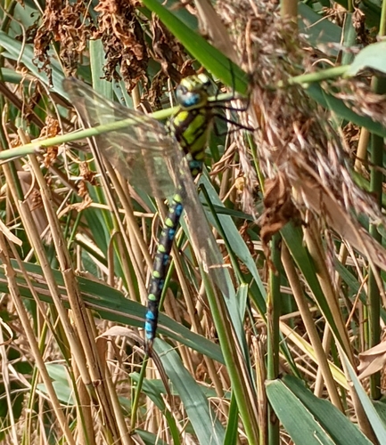 Southern Hawker