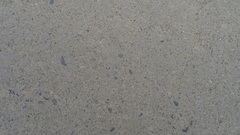 Caulocampus acericaulis