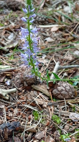 Spiked Speedwell