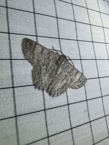 Red-lined Looper