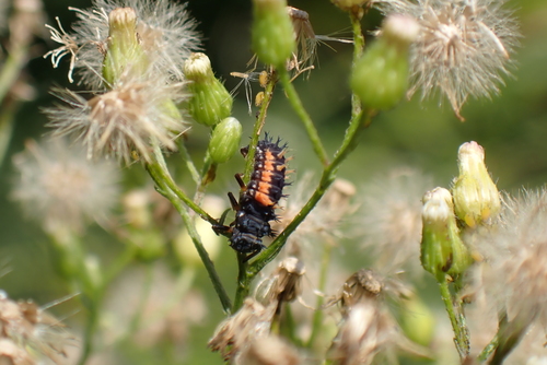 Asian Lady Beetle