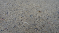 Caulocampus acericaulis