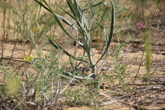 Tragopogon ruthenicus