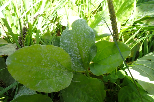 greater plantain
