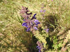Salvia sclareoides