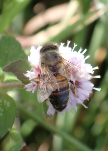 Western Honey Bee