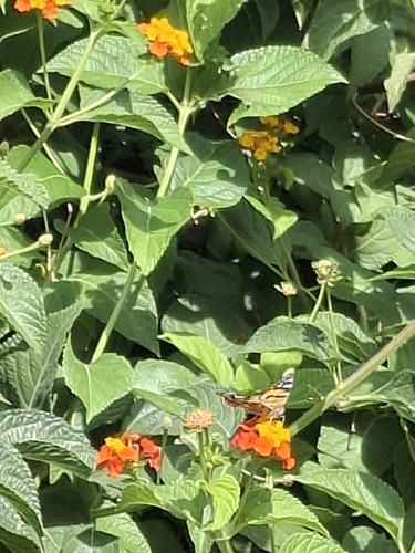 Painted Lady