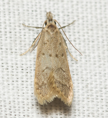 Dichomeris punctidiscellus