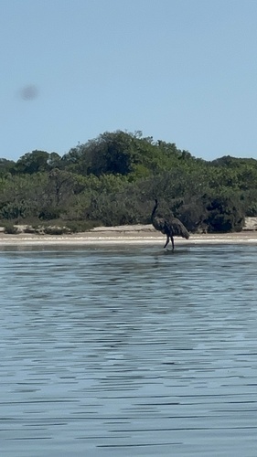 Emu