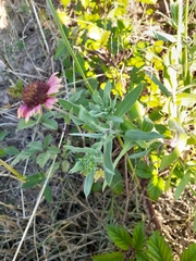 Gaillardia aestivalis