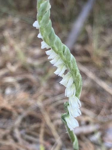 Autumn Ladies' Tresses
