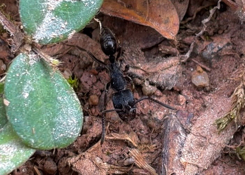 Odontoponera denticulata