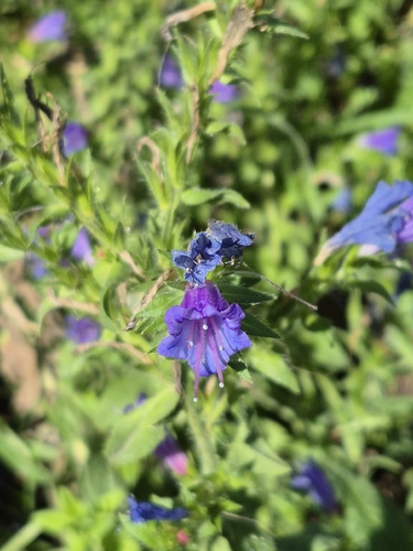 Lax Viper's-bugloss