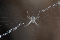 Argiope mascordi