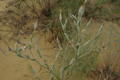 Tragopogon ruthenicus
