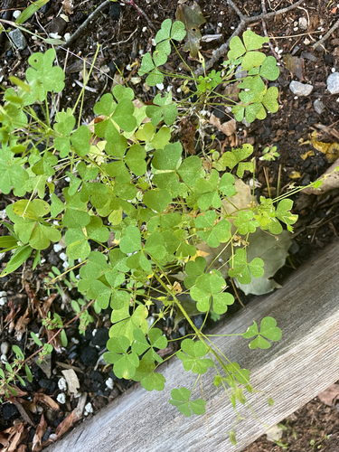 upright yellow woodsorrel