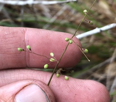 Dichanthelium patentifolium