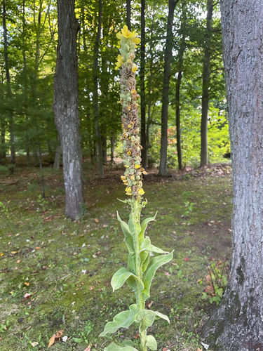 great mullein