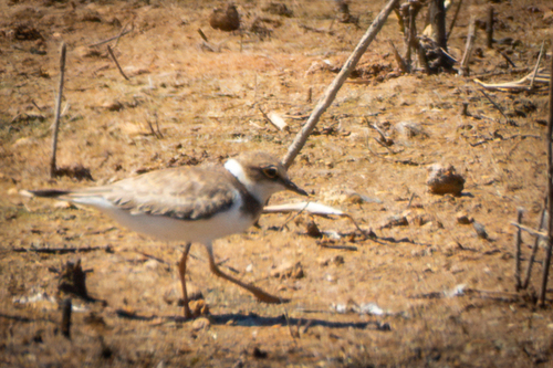 Little Ringed Plover