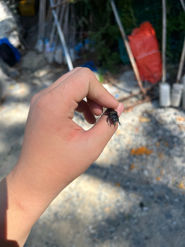 Little Stag Beetle
