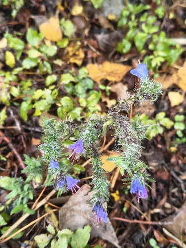 viper's-bugloss