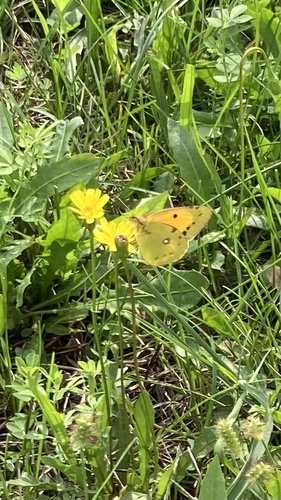 Clouded Yellow