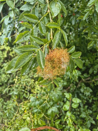 Mossy Rose Gall Wasp