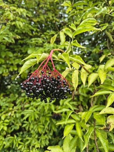 European black elderberry