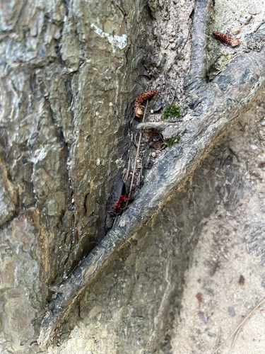 Spotted Lanternfly
