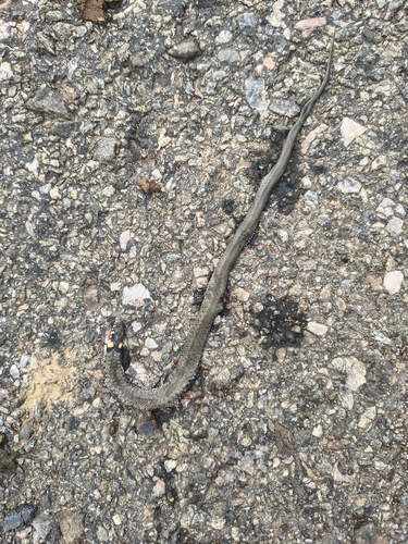 grass snake
