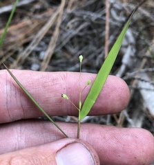 Dichanthelium patentifolium