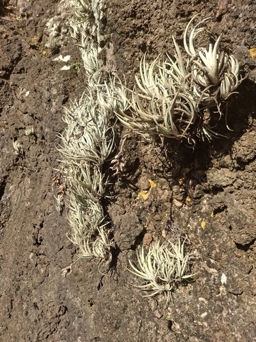 Tillandsia uruguayensis