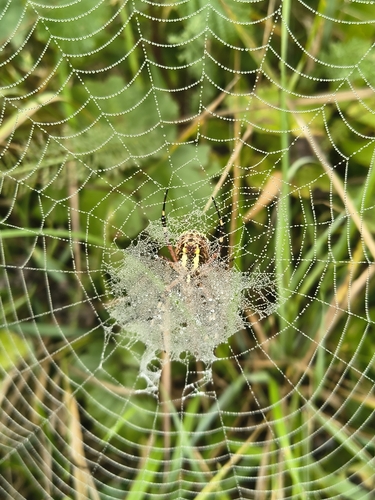 Wasp Spider