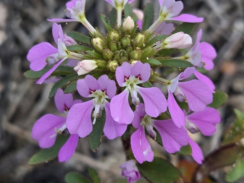 Levenhookia pulcherrima observed 2026-09-18